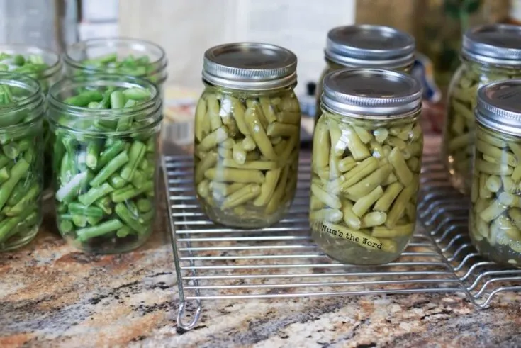 How to Can Green Beans - uncooked jars of green beans next to cooked green beans to show color difference.