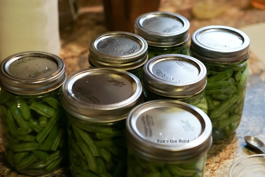 pressure cooked green beans on counter waiting for the jars to seal